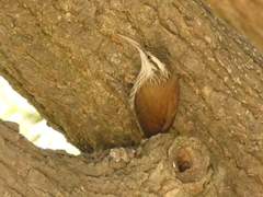 Lepidocolaptes angustirostris