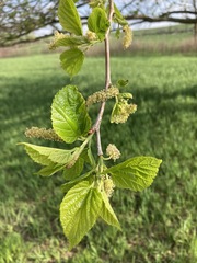 Morus rubra