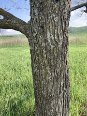 Morus rubra