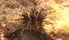 Pterois volitans
