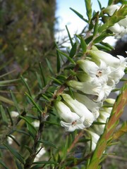 Epacris