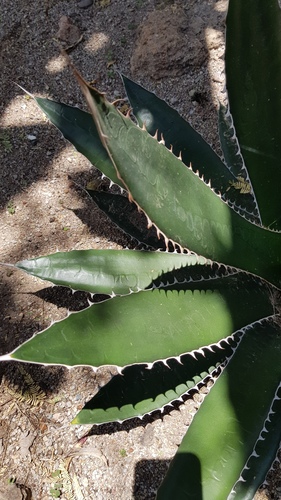 Agave obscura