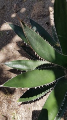 Agave obscura
