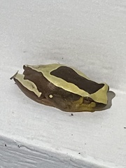 Dendropsophus elegans