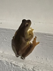 Dendropsophus elegans