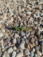 Schistocerca alutacea