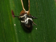 Bathyllus albicinctus