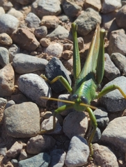 Schistocerca alutacea