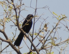 Icterus pyrrhopterus