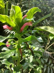 Centropogon cornutus