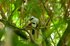 Garrulax leucolophus