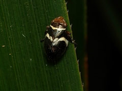 Bathyllus albicinctus