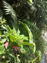 Centropogon cornutus