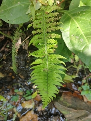 Thelypteridaceae