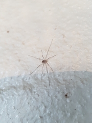 Phalangium opilio