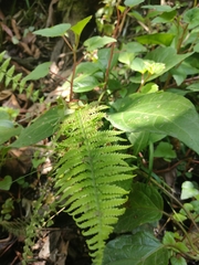Thelypteridaceae