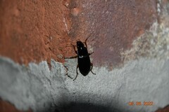 Harpalus pensylvanicus