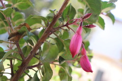 Fuchsia microphylla