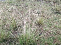 Saccharum spontaneum