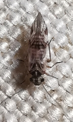 Metylophorus