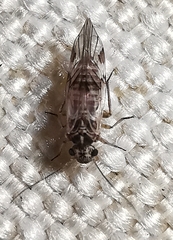 Metylophorus