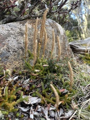 Austrolycopodium fastigiatum