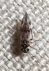 Metylophorus