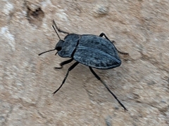 Stenomorpha opaca