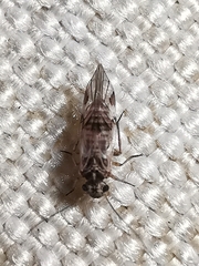 Metylophorus