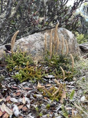 Austrolycopodium fastigiatum