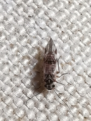 Metylophorus