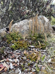 Austrolycopodium fastigiatum