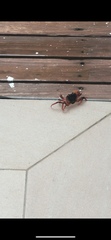 Gecarcinus lateralis