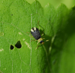 Paratriarius curtisii