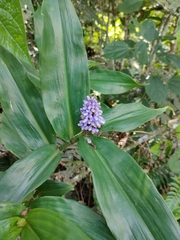 Dichorisandra thyrsiflora