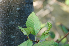 Alnus rubra
