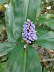 Dichorisandra thyrsiflora