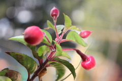 Fuchsia magellanica