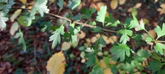 Crataegus monogyna