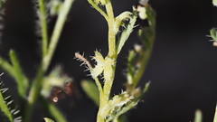 Pectocarya peninsularis