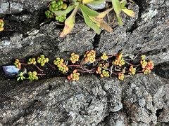 Sedum oreganum