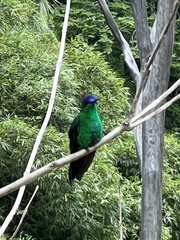 Thalurania glaucopis