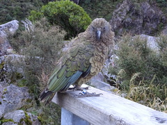 Nestor notabilis