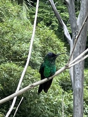 Thalurania glaucopis