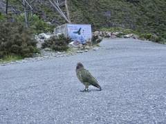 Nestor notabilis