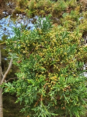Cupressus lusitanica