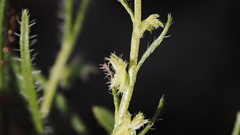 Pectocarya peninsularis