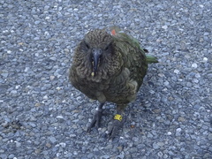 Nestor notabilis