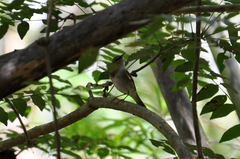 Phylloscopus coronatus