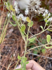 Sericocarpus tortifolius